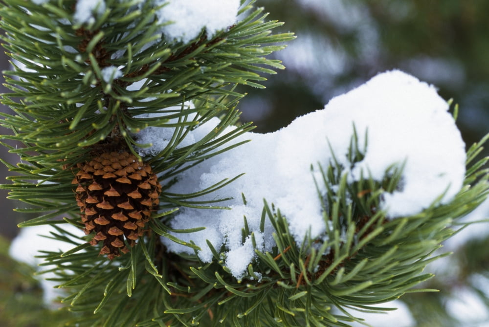 Snow On A Tree Canvas Art - Natural Selection Craig Tuttle Design Pics (18 x 12)