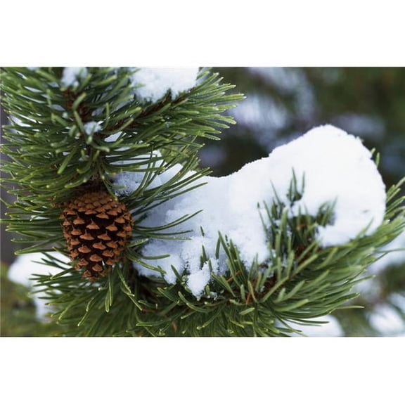Snow On A Tree Poster Print by Natural Selection Craig Tuttle, 36 x 24 - Large