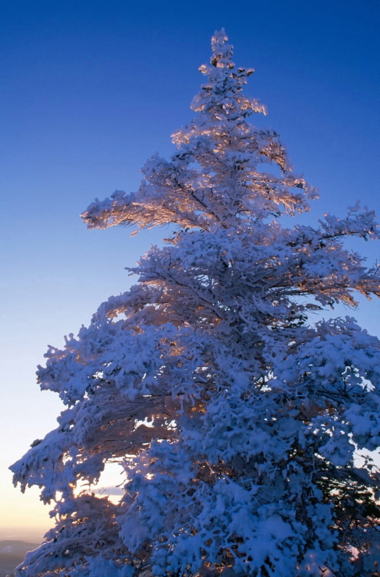 Snow On Pine Tree Canvas Art - Panoramic Images (36 x 12)
