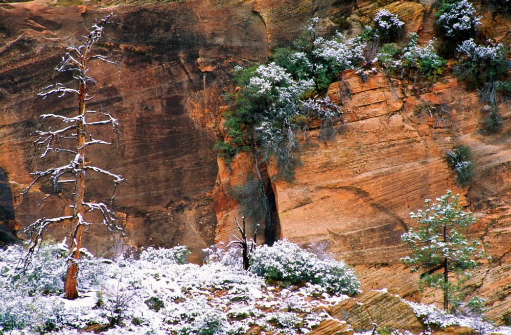 Snow On Trees Canvas Art - Panoramic Images (36 x 12)