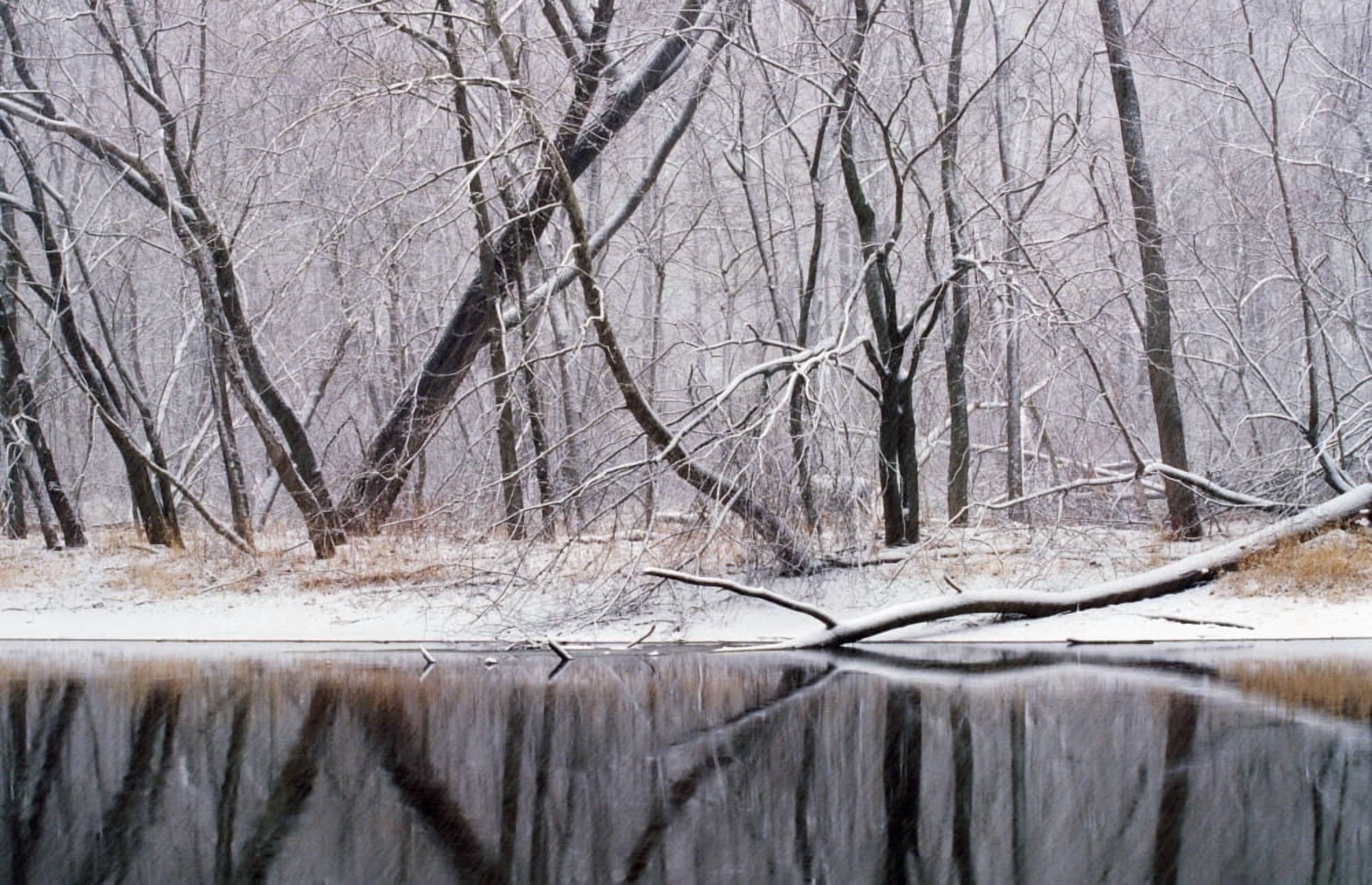 Snow On Trees Canvas Art - Panoramic Images (36 x 24)