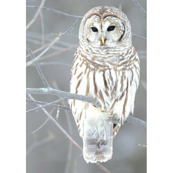 Snow Owl Boxed Holiday Half Notecards (Other)