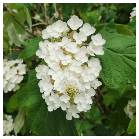Snow Queen Oakleaf Hydrangea Live Shrub White Flowering, 3 Gallon Bareroot Plant