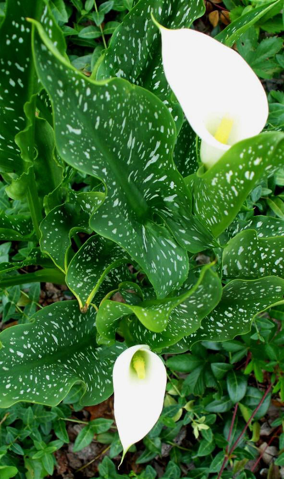 Snow Storm Calla Lily Bulb Zantedeschia Florist Favorite 14/16cm