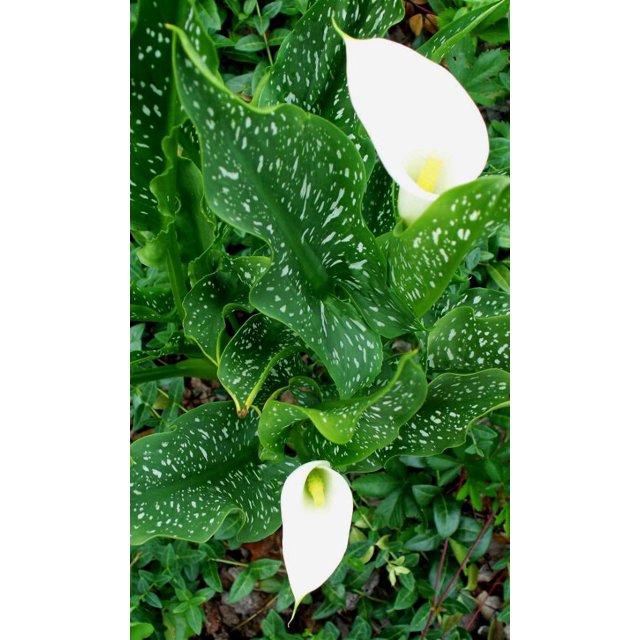 Snow Storm Calla Lily Bulb Zantedeschia Florist Favorite 14/16cm