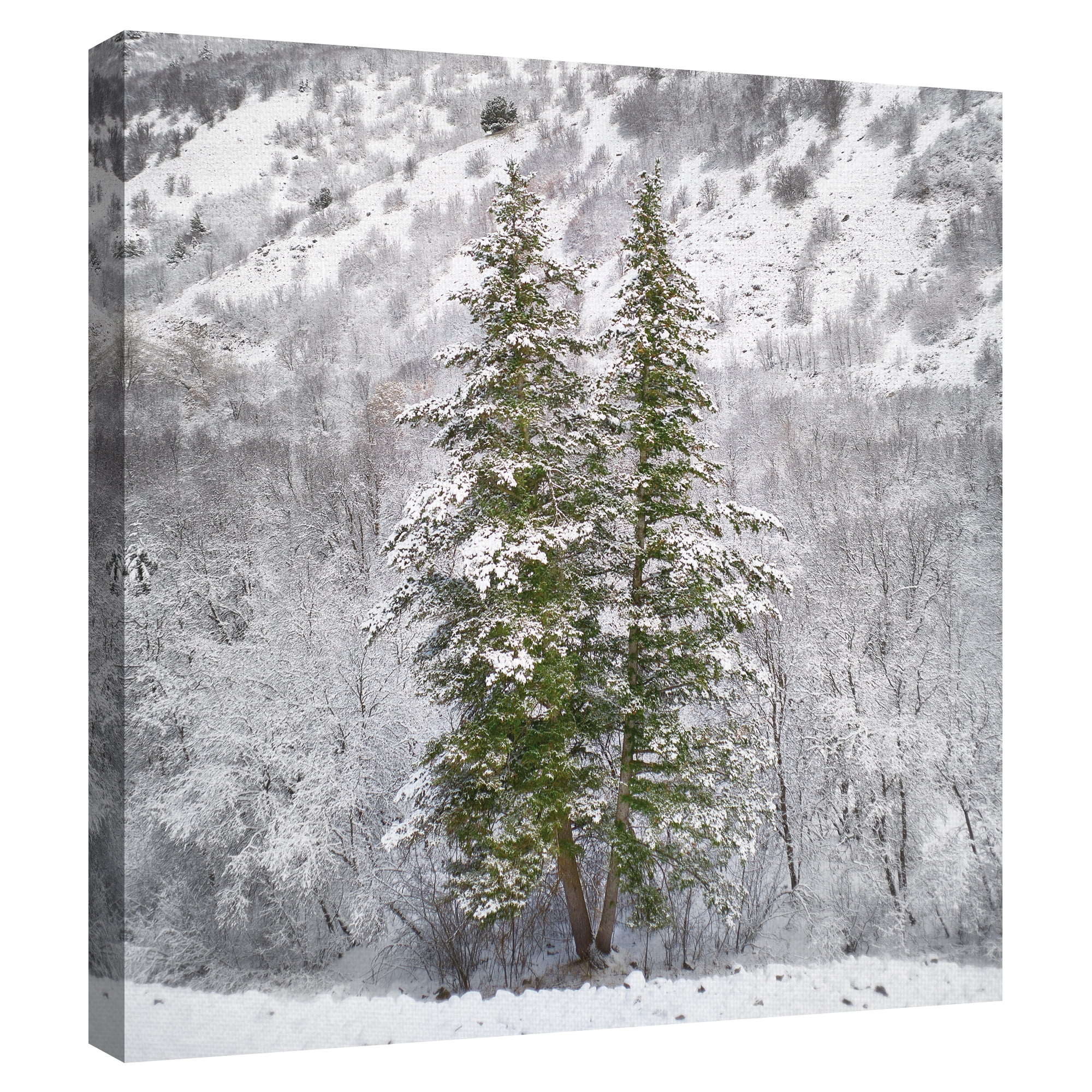 Snow Trees by Chris Dunker Canvas Art Print