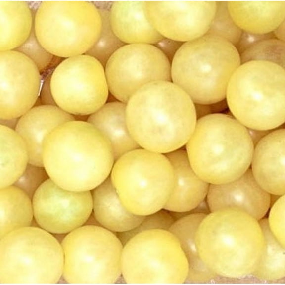 Snow White Cherry Tomato Plant - 2.5" Pot - Very Sweet!