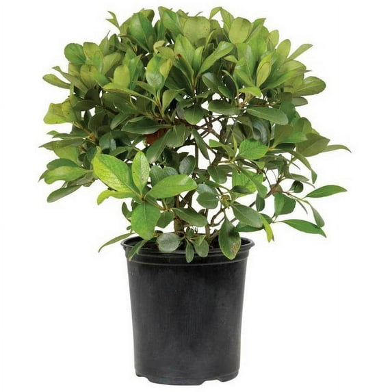 Expert Gardener Snow White Indian Hawthorn (2.5 Quart) White Blooming Evergreen Shrub - Full Sun Live Outdoor Plant