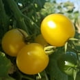 thumbnail image 1 of Snow White Tomato Seeds - 1 Oz ~6800 Seeds - Non-GMO, Heirloom - Vegetable Garden - Solanum lycopersicum, 1 of 1