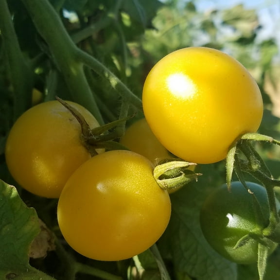 Snow White Tomato Seeds - 300 Mg Packet ~65 Seeds - Non-GMO, Heirloom - Vegetable Garden - Solanum lycopersicum