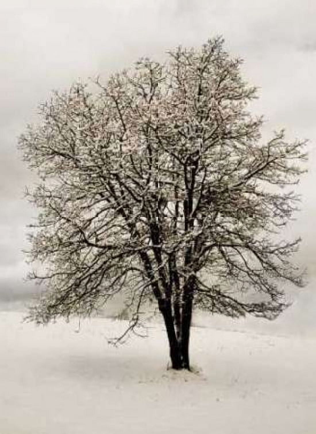 Snow White Tree Canvas Art - Vitaly Geyman (18 x 24)