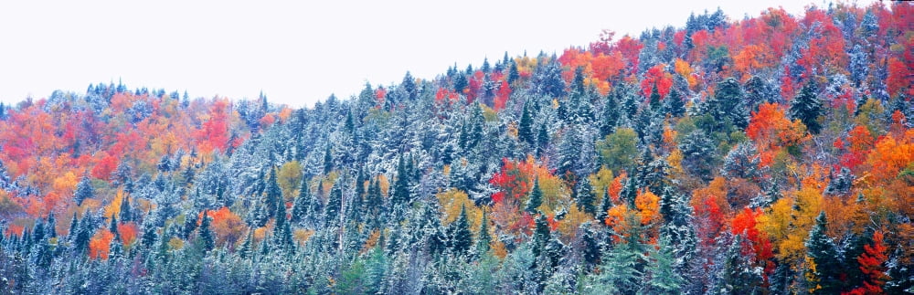 Snow and Autumn trees Adirondack Mountains New York State Canvas Art - Panoramic Images (27 x 9)