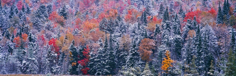 Snow and Autumn trees Adirondack Mountains New York State Canvas Art - Panoramic Images (36 x 12)