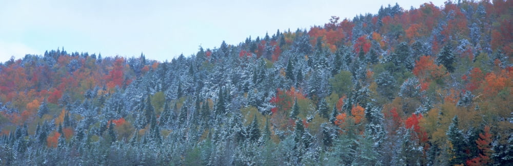 Snow and Autumn trees Adirondack Mountains New York State Canvas Art - Panoramic Images (36 x 12)