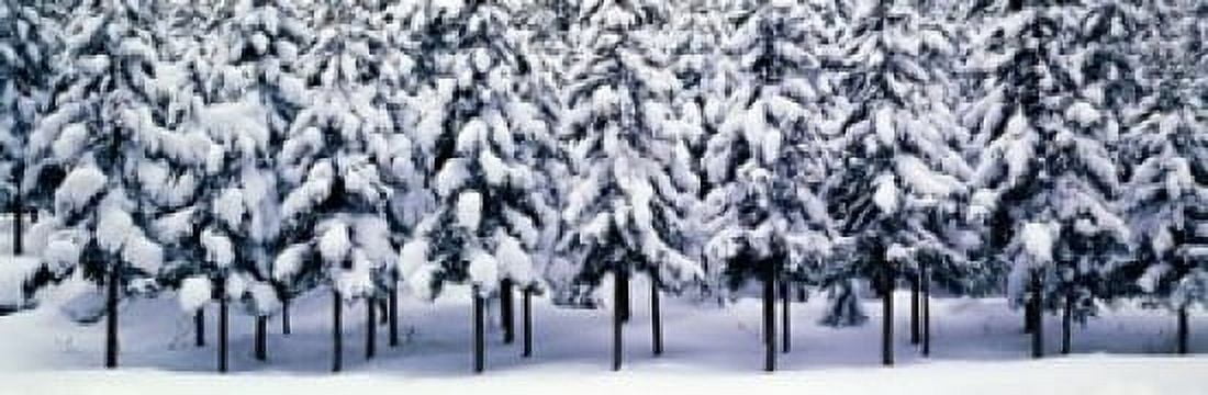 Snow covered Cedar trees Kyoto Hanase Japan Canvas Art - Panoramic Images (18 x 6)