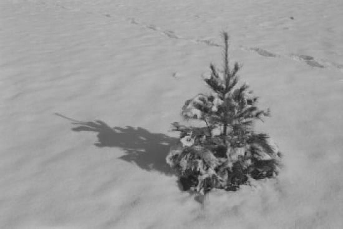 Snow covered Christmas tree in field Canvas Art - (24 x 36)