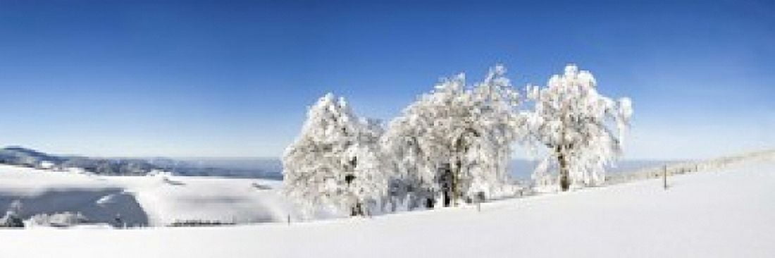 Snow covered Common Beech (Fagus Silvatica) trees Schauinsland Black Forest Baden-Wurttemberg Germany Canvas Art - Panoramic Images (18 x 6)