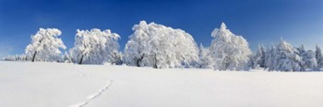 Snow covered Common Beech (Fagus Silvatica) trees Schauinsland Black Forest Baden-Wurttemberg Germany Canvas Art - Panoramic Images (36 x 12)