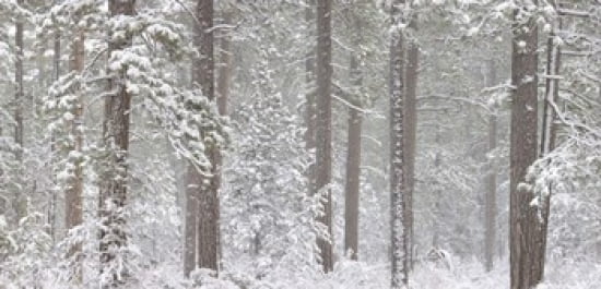 Snow covered Ponderosa Pine trees in a forest Indian Ford Oregon USA Canvas Art - Panoramic Images (24 x 12)