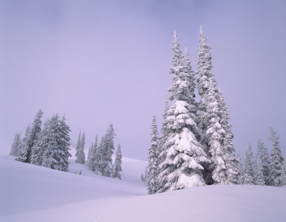 Snow covered Sub-Alpine Fir trees in Mt Rainier National Park Washington Canvas Art - Panoramic Images (27 x 9)