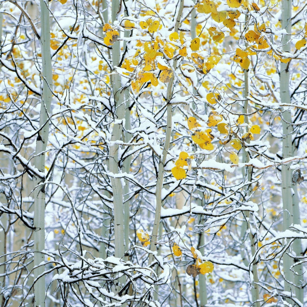 Snow covered aspen trees Colorado USA Canvas Art - Panoramic Images (24 x 24)