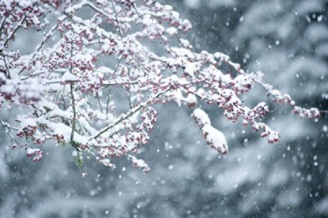Snow covered branch during snowing Washington State USA Canvas Art - Panoramic Images (36 x 24)