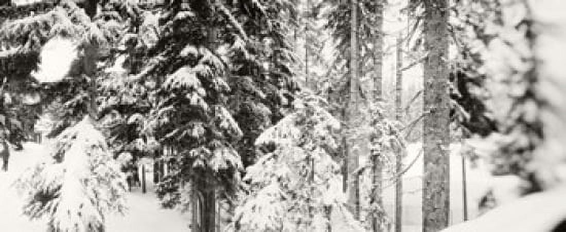 Snow covered evergreen trees at Stevens Pass Washington State USA Canvas Art - Panoramic Images (15 x 6)
