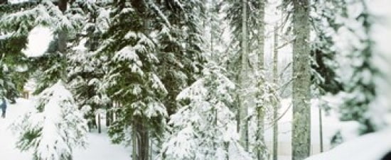 Snow covered evergreen trees at Stevens Pass Washington State USA Canvas Art - Panoramic Images (30 x 13)