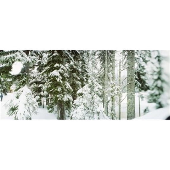 Snow covered evergreen trees at Stevens Pass Washington State USA Poster Print by - 36 x 12