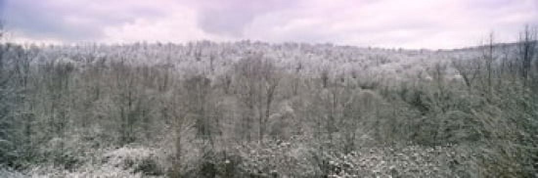 Snow covered forest Kentucky USA Canvas Art - Panoramic Images (18 x 6)