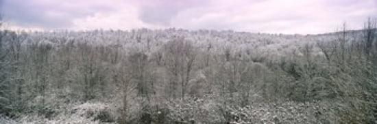 Snow covered forest Kentucky USA Canvas Art - Panoramic Images (36 x 12)