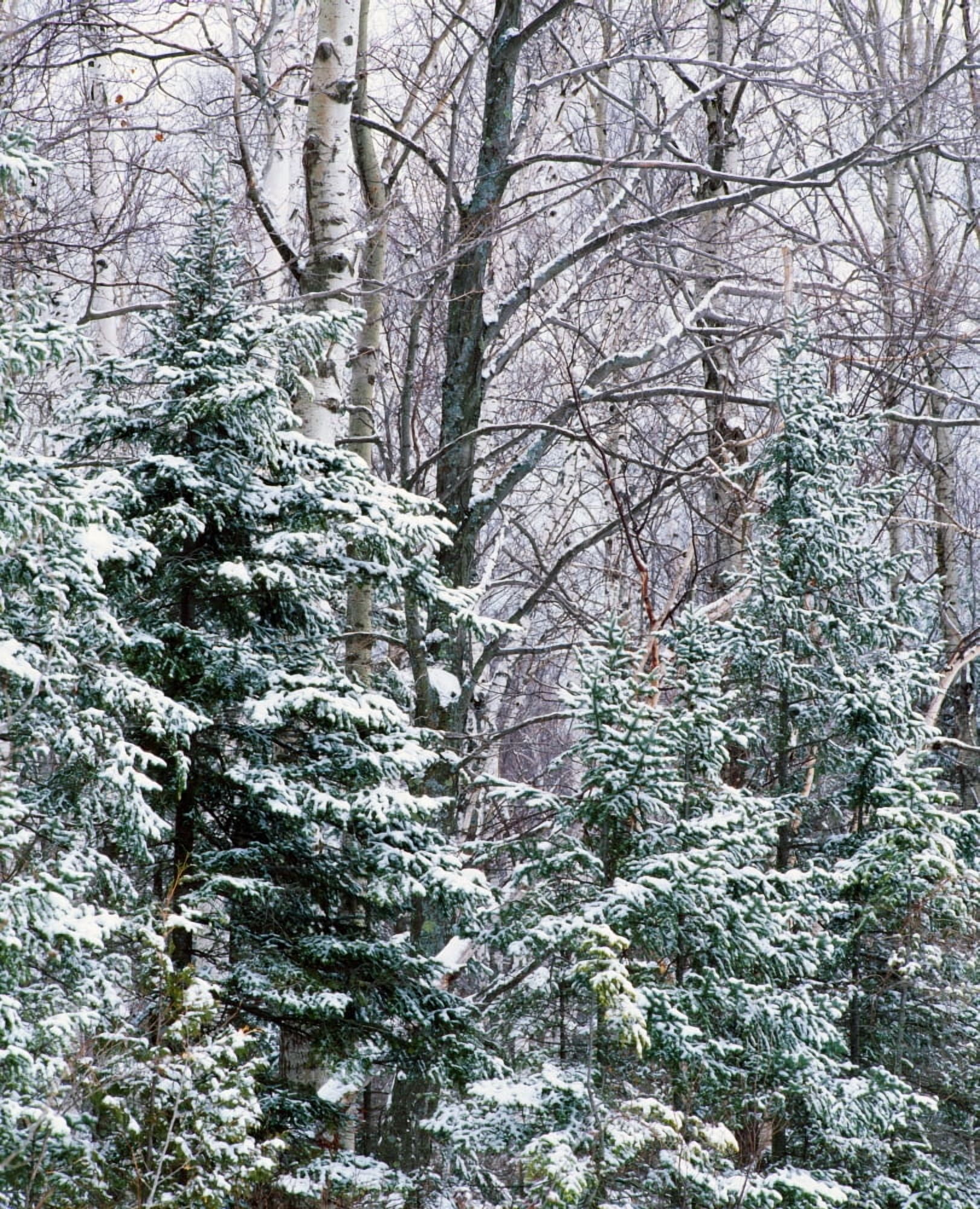 Snow-covered forest Wisconsin USA Canvas Art - Panoramic Images (29 x 36)