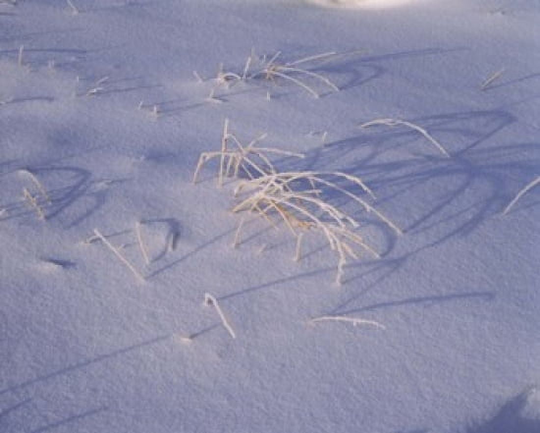Snow covered grass on South Rim Crater Lake National Park Oregon USA Canvas Art - Panoramic Images (36 x 29)