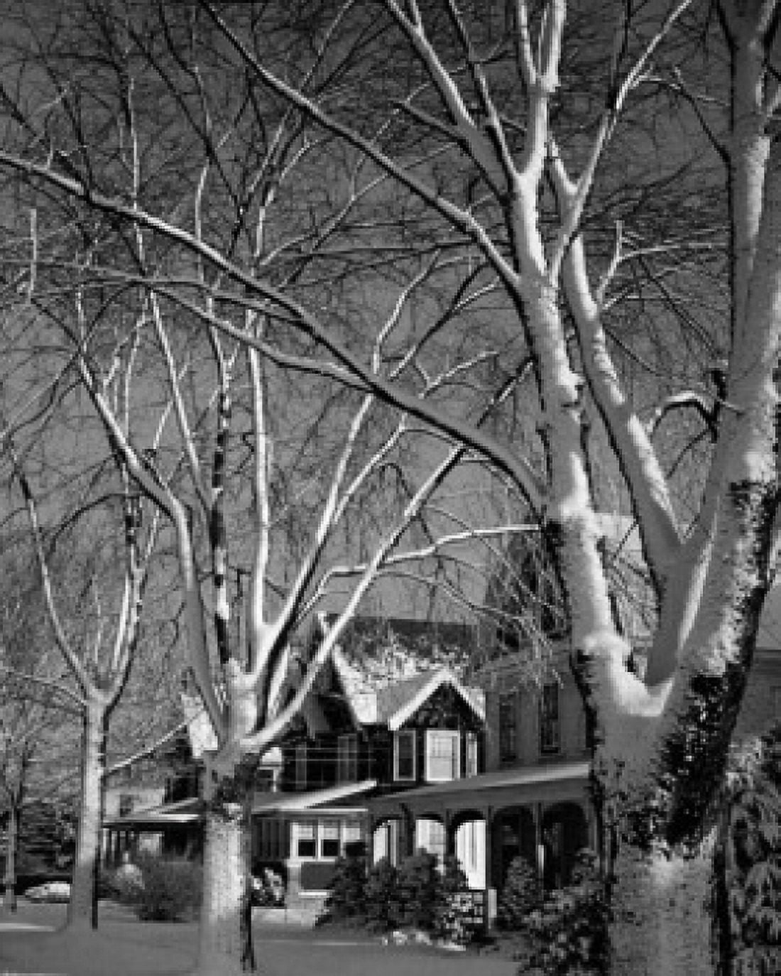 Snow covered houses viewed through bare trees Canvas Art - (24 x 36)