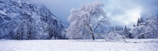 Snow covered oak tree in a valley Yosemite National Park California USA Canvas Art - Panoramic Images (36 x 12)