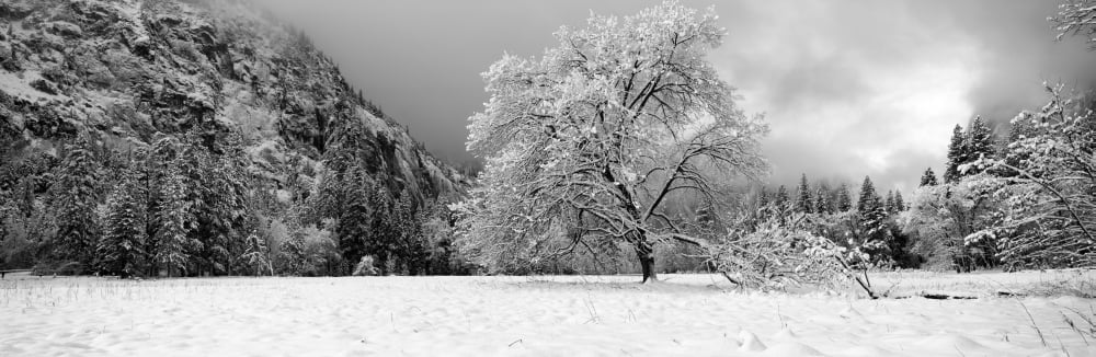 Snow covered oak tree in a valley Yosemite National Park California USA Canvas Art - Panoramic Images (6 x 18)