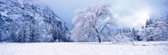 Snow covered oak trees in a valley Yosemite National Park California USA Canvas Art - Panoramic Images (36 x 12)