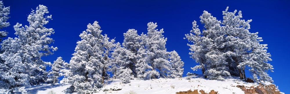 Snow covered pine trees Colorado USA Canvas Art - Panoramic Images (36 x 12)