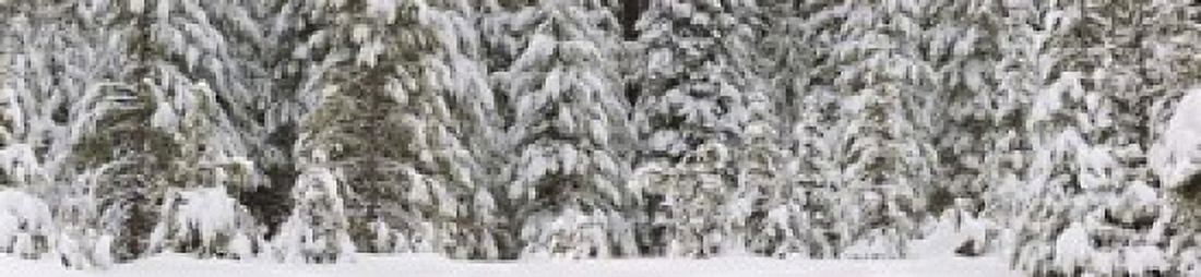 Snow covered pine trees Deschutes National Forest Oregon USA Canvas Art - Panoramic Images (20 x 5)