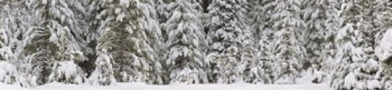 Snow covered pine trees Deschutes National Forest Oregon USA Canvas Art - Panoramic Images (40 x 10)