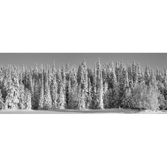 Snow covered pine trees Foster Quebec Canada Canvas Art - David Chapman Design Pics (35 x 13)