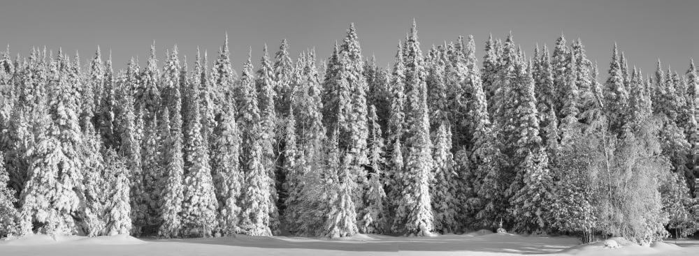 Snow covered pine trees Foster Quebec Canada Canvas Art - David Chapman Design Pics (44 x 16)