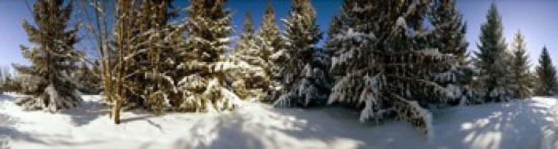 Snow covered pine trees Quebec Canada Canvas Art - Panoramic Images (42 x 12)