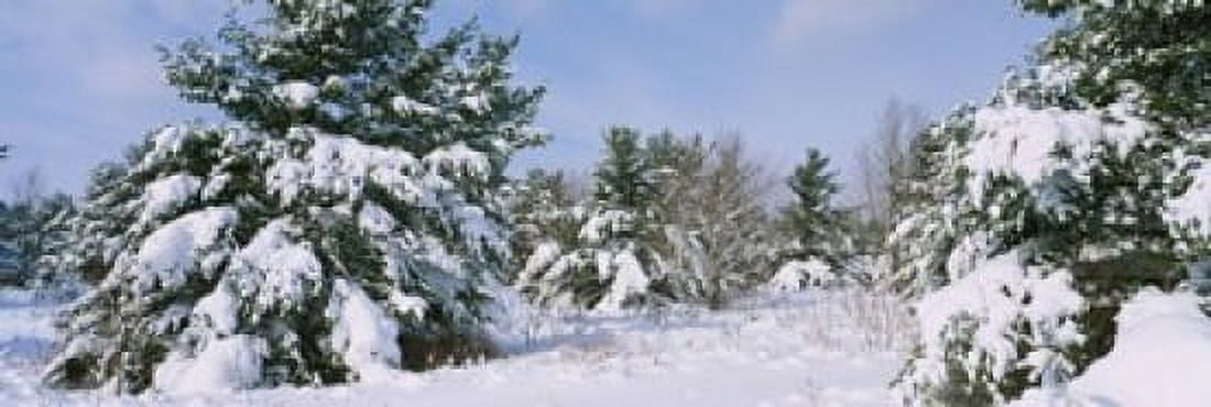 Snow covered pine trees in a forest New York State USA Canvas Art - Panoramic Images (36 x 12)