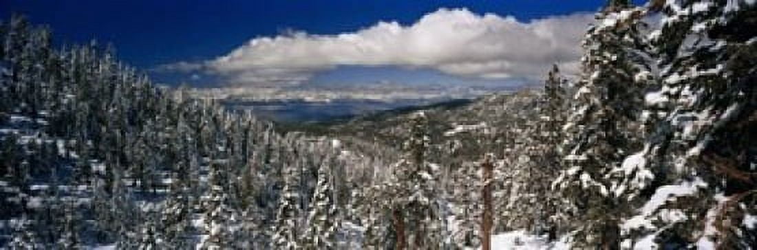 Snow covered pine trees in a forest with a lake in the background Lake Tahoe California USA Canvas Art - Panoramic Images (18 x 6)