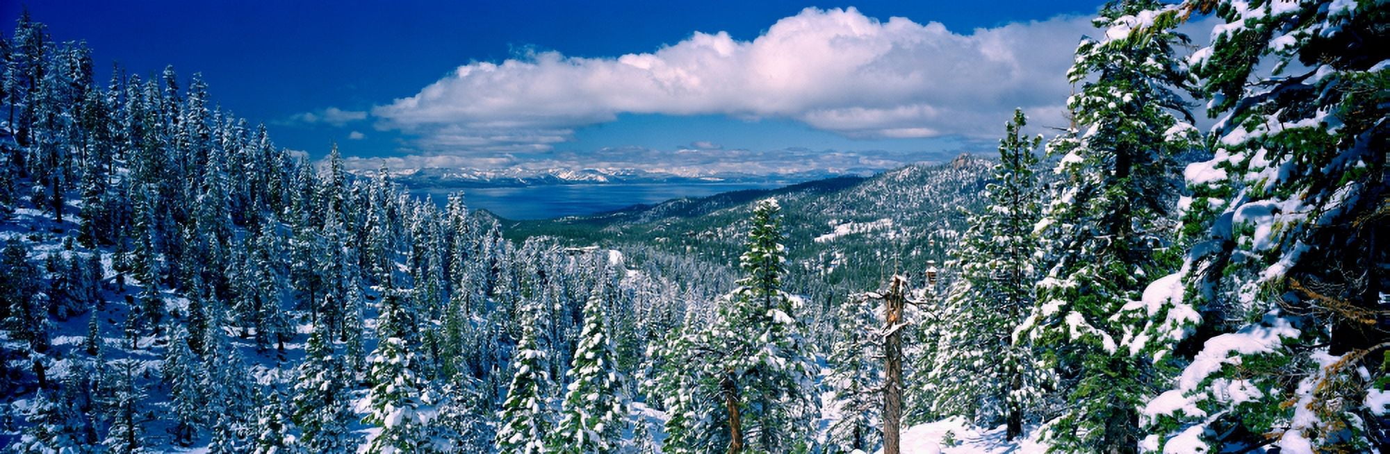 Snow covered pine trees in a forest with a lake in the background Lake Tahoe California USA Canvas Art - Panoramic Images (27 x 9)