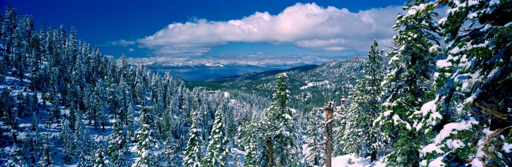 Snow covered pine trees in a forest with a lake in the background Lake Tahoe California USA Canvas Art - Panoramic Images (36 x 12)