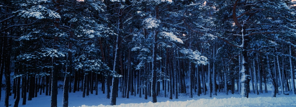 Snow covered pine trees in winter French Riviera Provence-Alpes-Cote dAzur France Canvas Art - Panoramic Images (36 x 12)