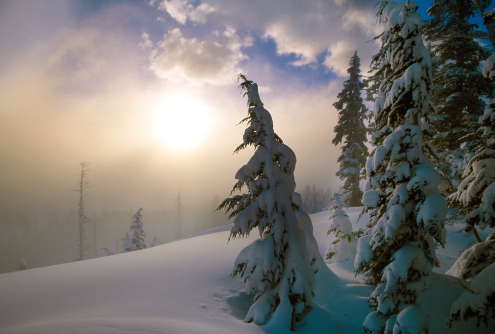 Snow-covered pine trees sunrise through fog Oregon Cascades Oregon united states Canvas Art - Panoramic Images (36 x 24)