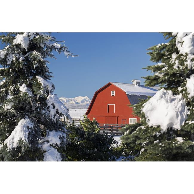 Snow covered red barn framed between snow covered evergreen trees with ...